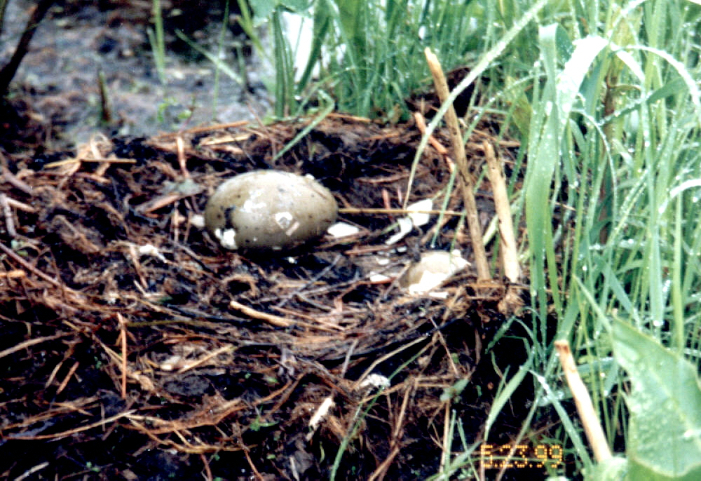 chickhatching.jpg