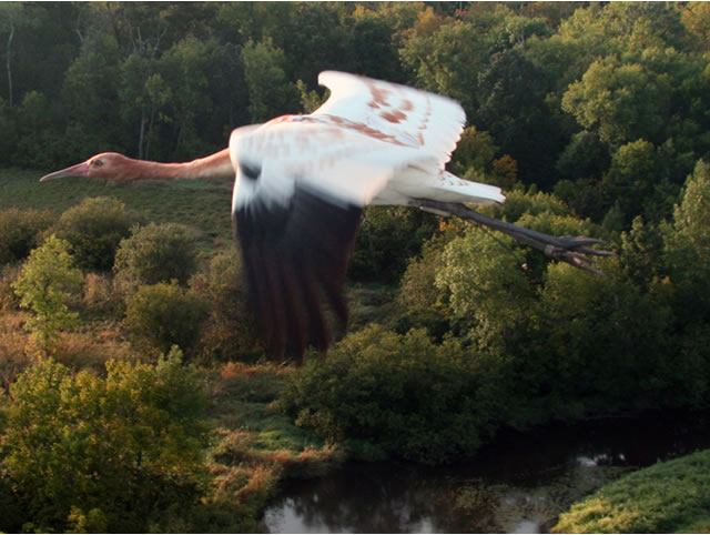 Whooping Crane