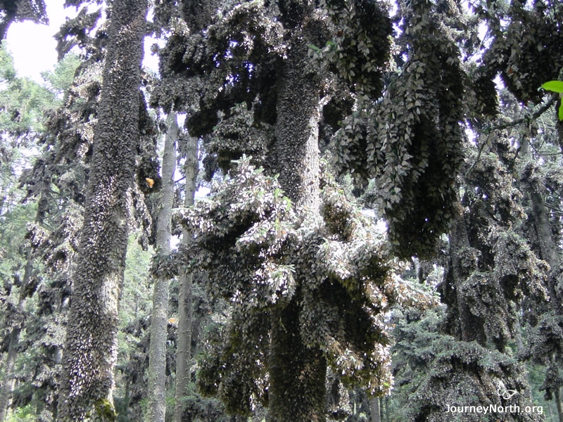 How Many Monarchs? Monarchs migrate to Mexico from across eastern North America. They cluster by the millions in 12 mountain sanctuaries. Because the butterflies are so concentrated, scientists can measure the size of the entire migratory population. How could they count so many butterflies?