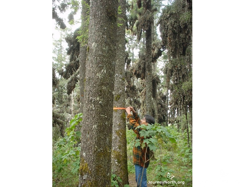 Identifying Trees in the Colony Scientists walk through the forest and decide which trees have enough butterflies to be considered part of the colony. They mark the edge of the colony with flagging tape.