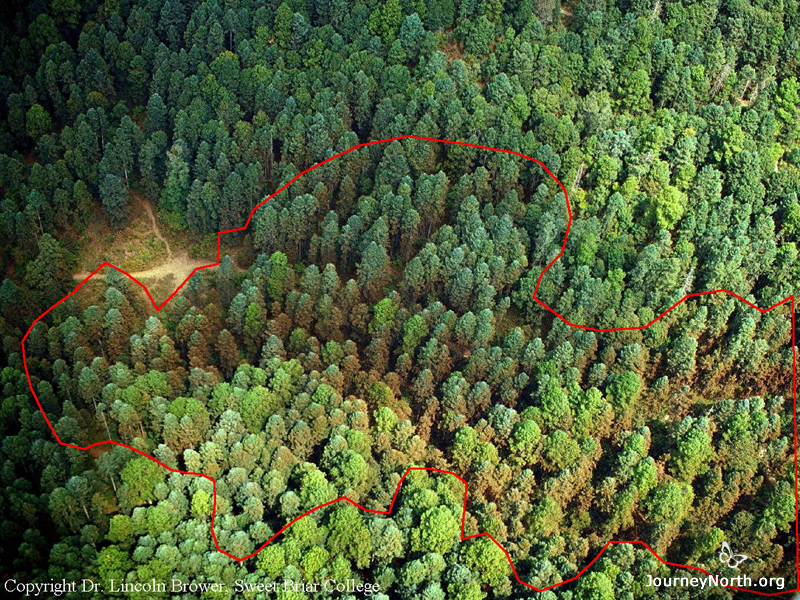 Area Occupied The red line marks the border of this colony. All of the trees inside the polygon are occupied by monarchs. The area of the polygon would be calculated for this colony.