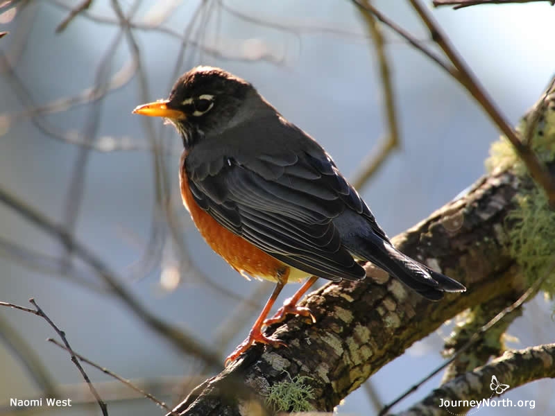 Waves of Robins in Alaska