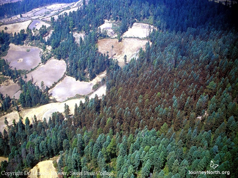 Measuring the Area Covered With Monarchs It's impossible to count individual butterflies, so scientists measure the area of forest covered with monarchs. This picture shows a monarch colony from the air. The trees look orange because they are covered with butterflies. How large an area does this colony cover? Count the trees and estimate the area.