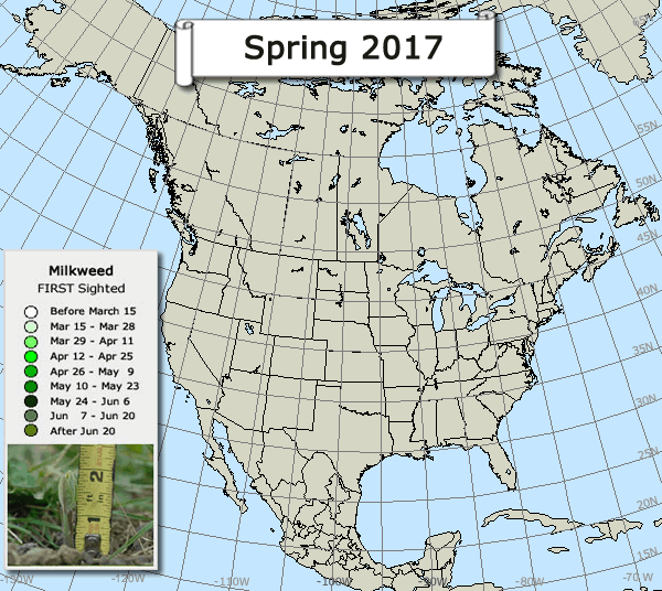 1st Milkweed: Spring 2017