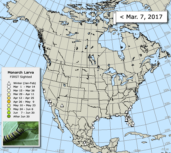 Map of Sightings: Monarch Larvae