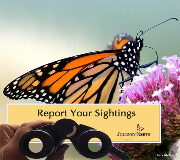 Report Your Monarch Observations