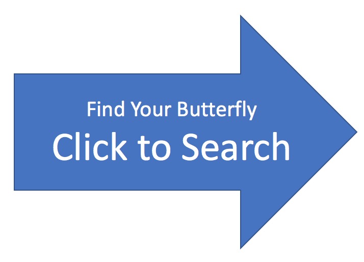 Find Your Symbolic Butterfly in Mexico