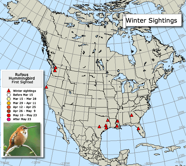 Rufous hummingbird sightings map