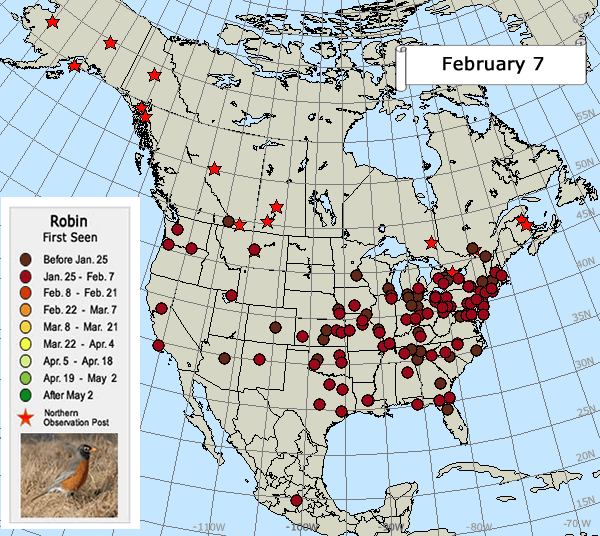 First robin seen