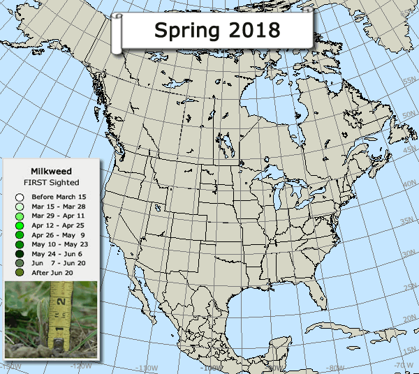 1st Milkweed: Spring 2018