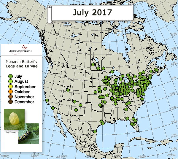 Eggs and Larvae Fall 2017