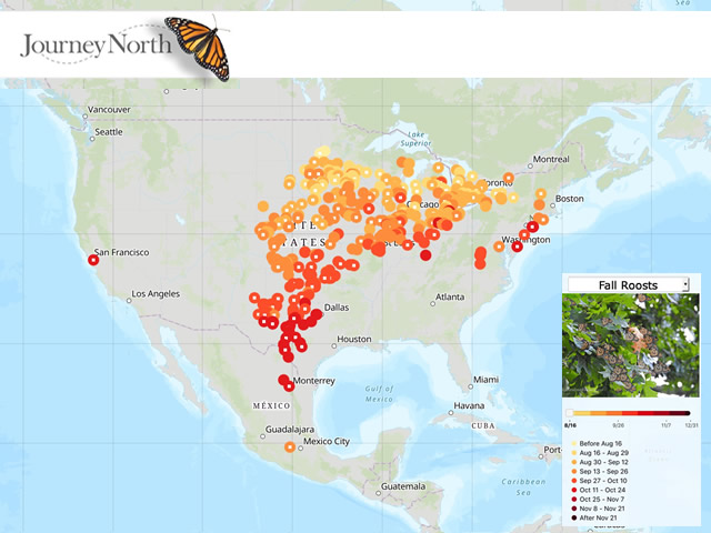 Map of Overnight Roosts in Monarch Butterfly Migration Fall 2018