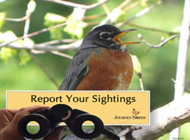 Report your robin sightings