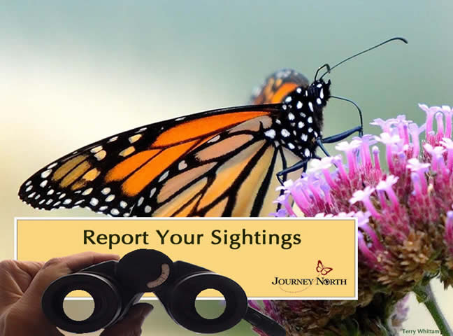Report Your Monarch Butterfly Sightings