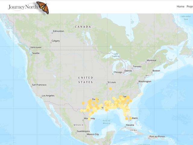 Ruby-throated Hummingbird Migration Map Spring 2020