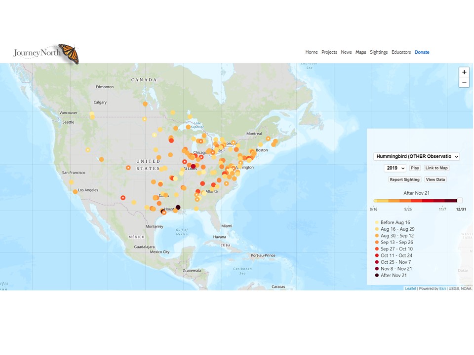 Hummingbird Map Fall 2020 Other Observations