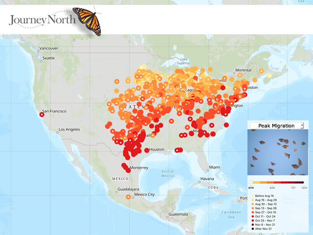 Monarch Butterfly Migration Map Fall 2020: Peak Migration