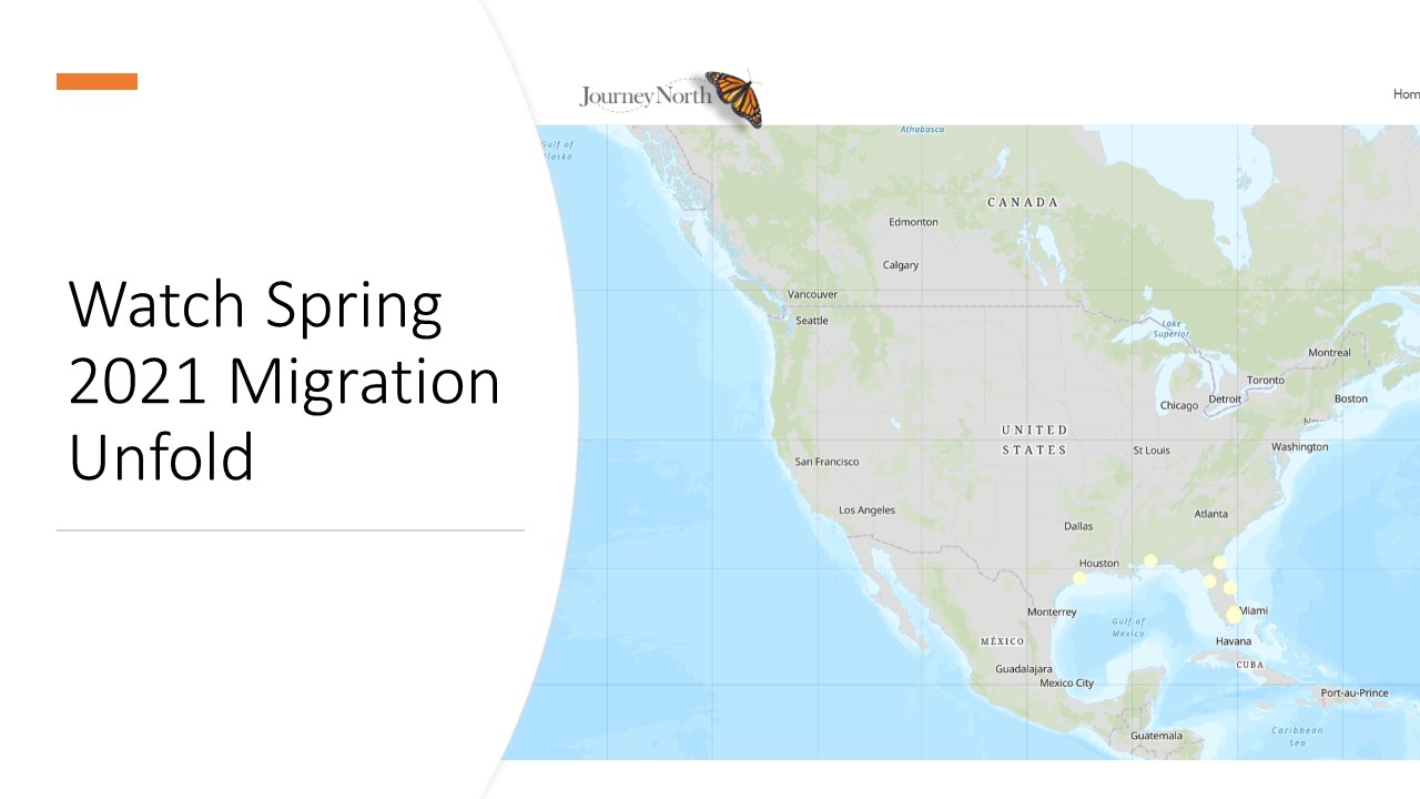 watch migration unfold