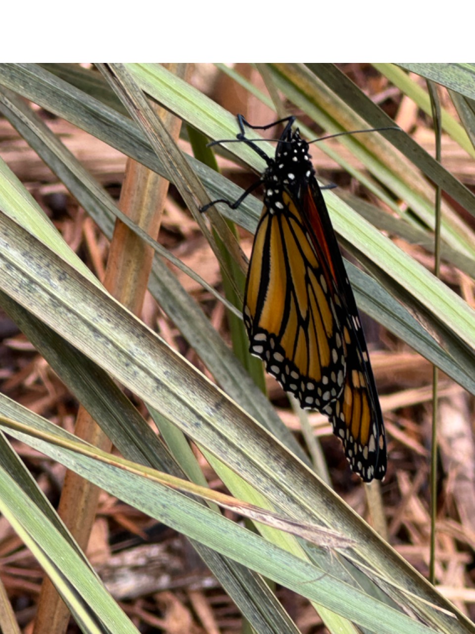 monarch butterfly
