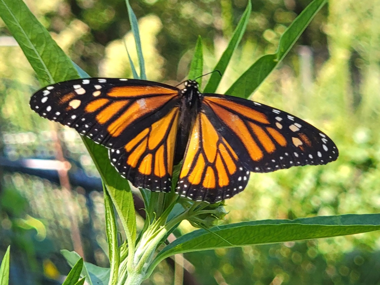 A monarch female with open wings