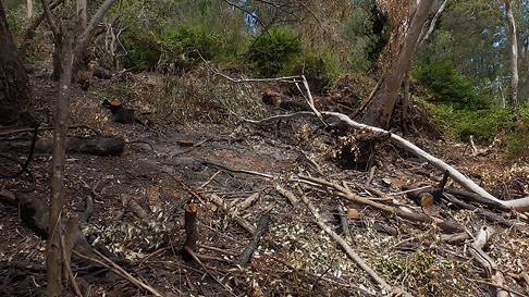A clearing in a forest area with little greenery