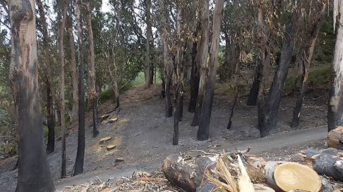 Trees with black bases after a fire