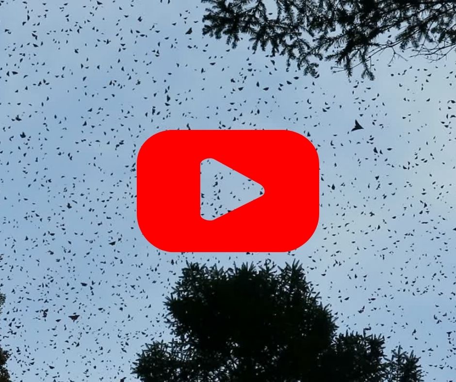 Monarch butterflies against a dark blue sky with a red play button on top