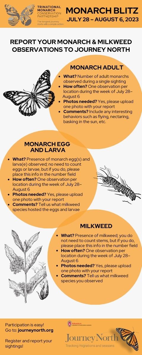 2023 Monarch BioBlitz Instructional Flyer