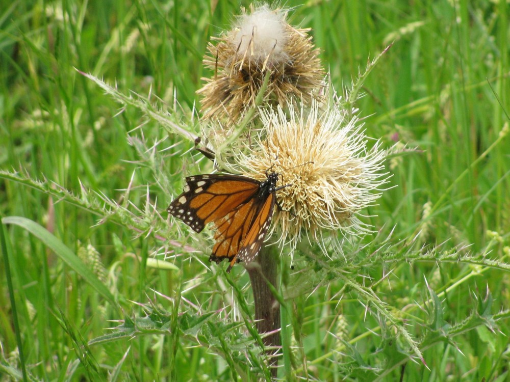 Over the course of a butterfly's life, its wings can be scratched by thorns, bristles, branches, grasses or anything sharp it encounters.