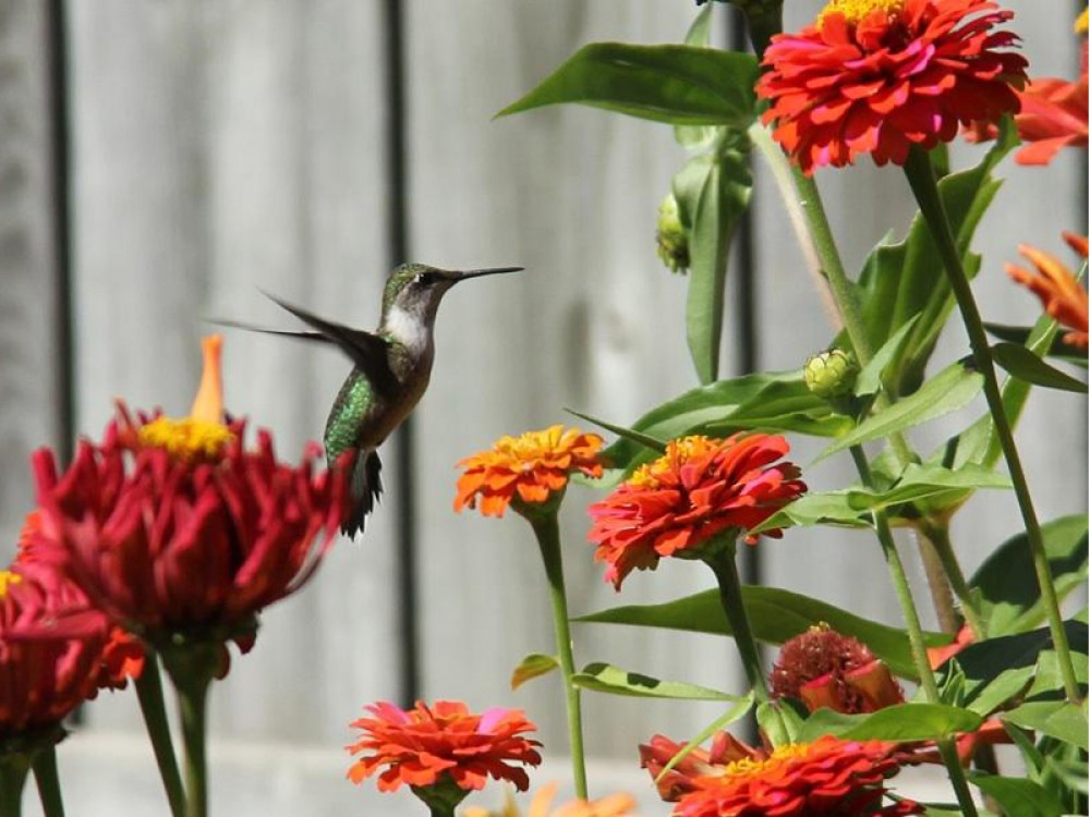 Zinnea elegans, also known as youth-and-age, is a member of the sunflower family. The solitary long-stemmed zinnea flowers come in many colors attractive to hummingbirds. Laura Wikston photographed this one on its fall journey south. Photo by Laura Wikston