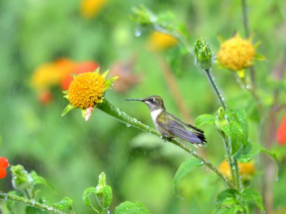 As busy as they are when we see them, hummingbirds actually spend 80% of their day perching. They need time to digest. Photo by Bernice Ziniewicz