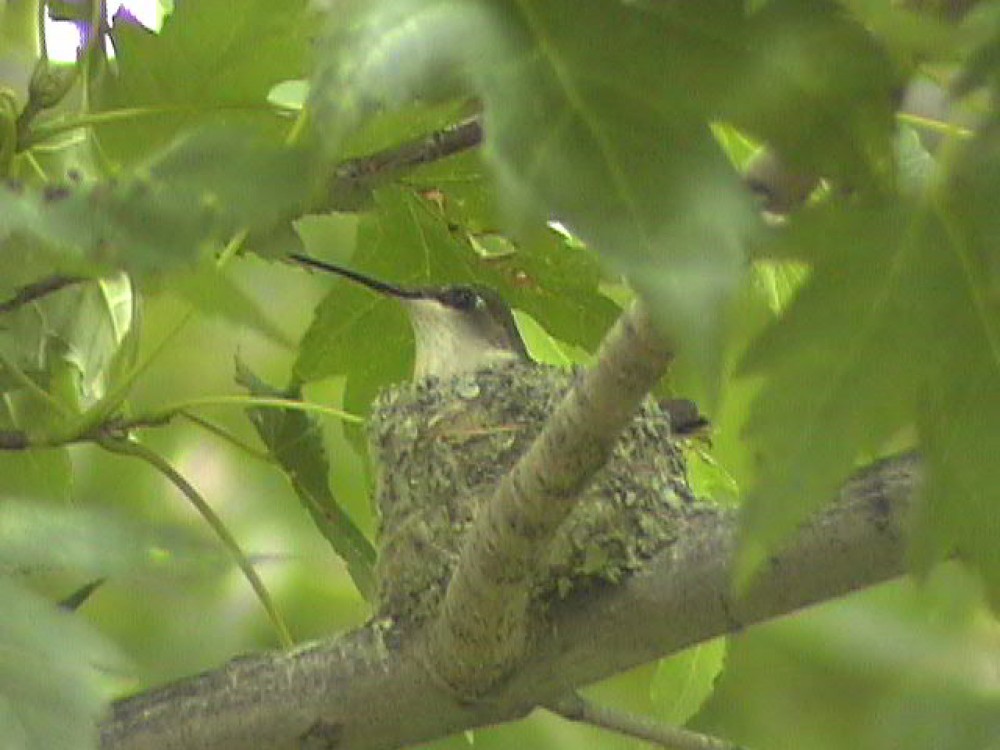 Each female selects the nest site, gathers the nesting materials, and builds the nest entirely on her own. In southern areas where hummingbirds nest two or sometimes, though rarely, three times in a season, the female might reuse a nest for her second brood. Photo by Dorothy Edgington