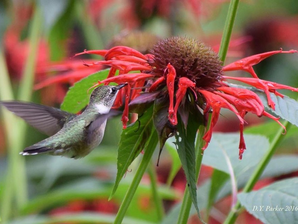 Monarda, also known as Bee Balm or Bergamot, is a hardy, aromatic herb in the mint family. The red, pink, or lavender tubular flowers are long-lasting and attract hummingbirds from summer to late fall. In late summer David Parker's bee balm patch was sure to be filled with hummers every morning.  Photo by David Parker