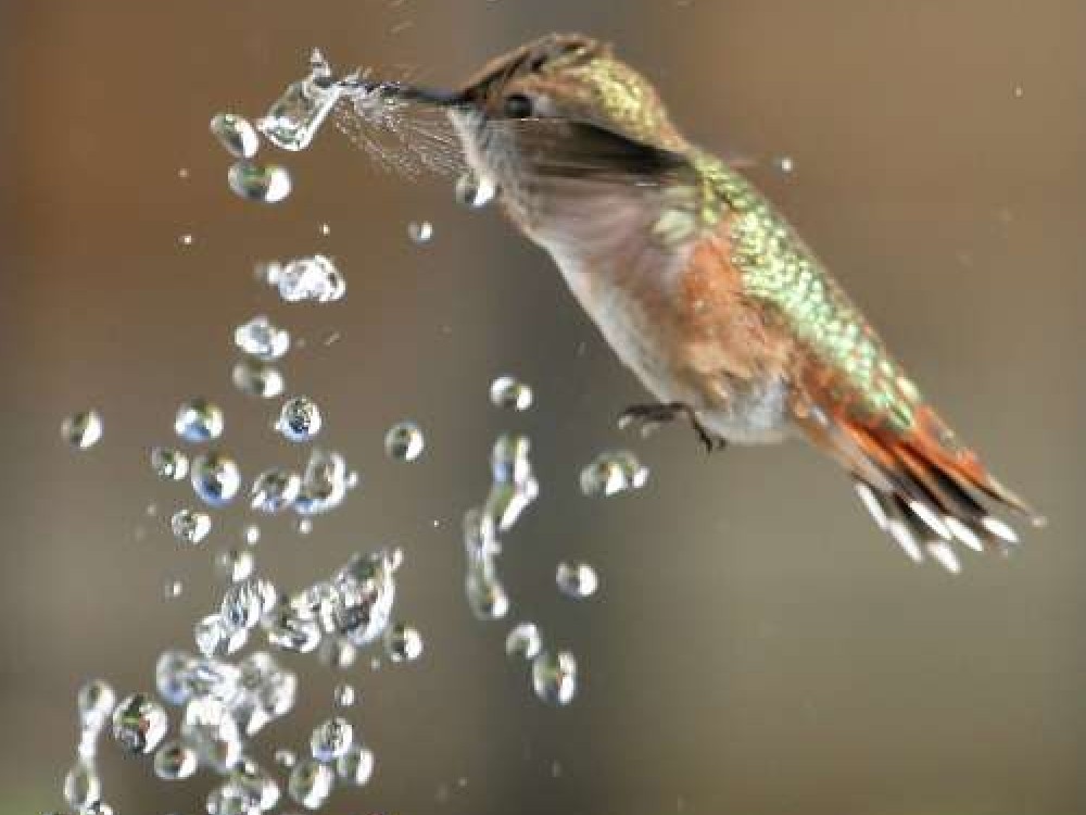 If you were a hummingbird, what would your ideal habitat be? Photo by Alandra