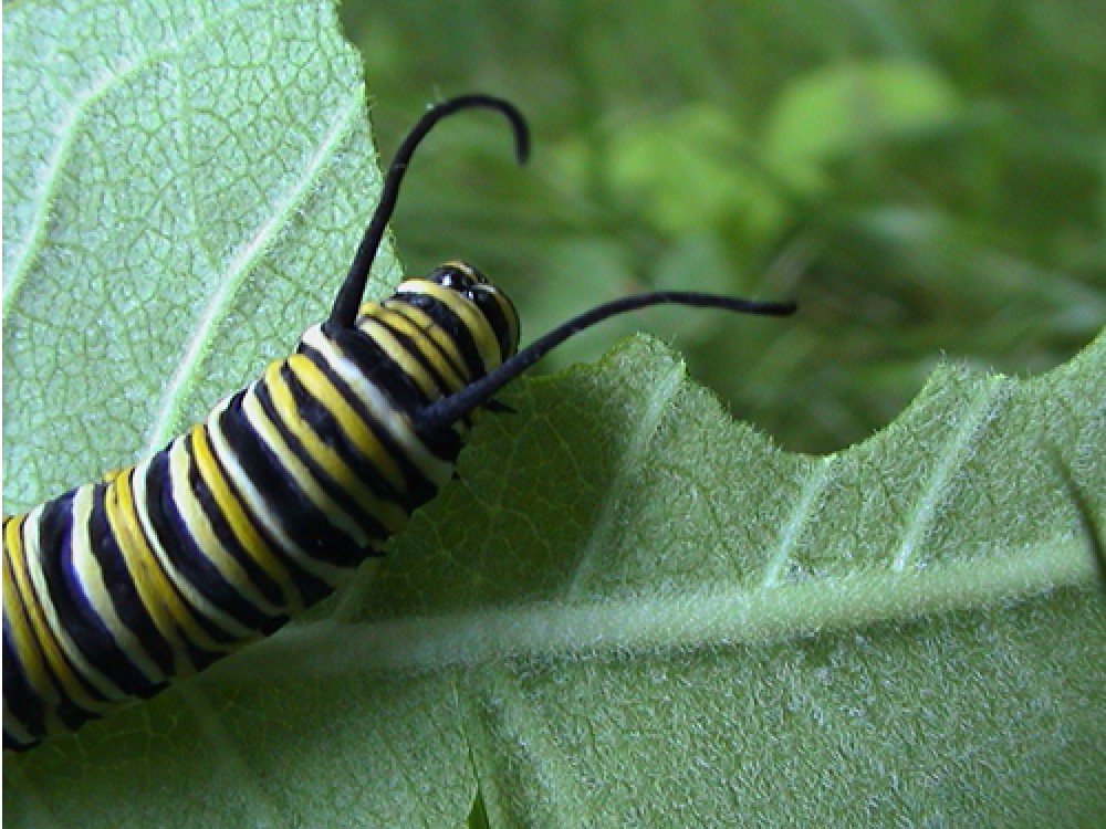On September 10th, 2010 as Hurricane Earl approached the coast of Maine, caterpillars responded before any visual sign of a storm. "The larvae had been feeding on milkweed but — before the hurricane arrived — they vacated the leaves and presumably buried themselves in the leaf litter. After the storm had passed, they reappeared on the plants and resumed feeding," noted monarch expert Dr. Bill Calvert. Scientists think many animal can sense falling air pressure and know when a storm is coming.
