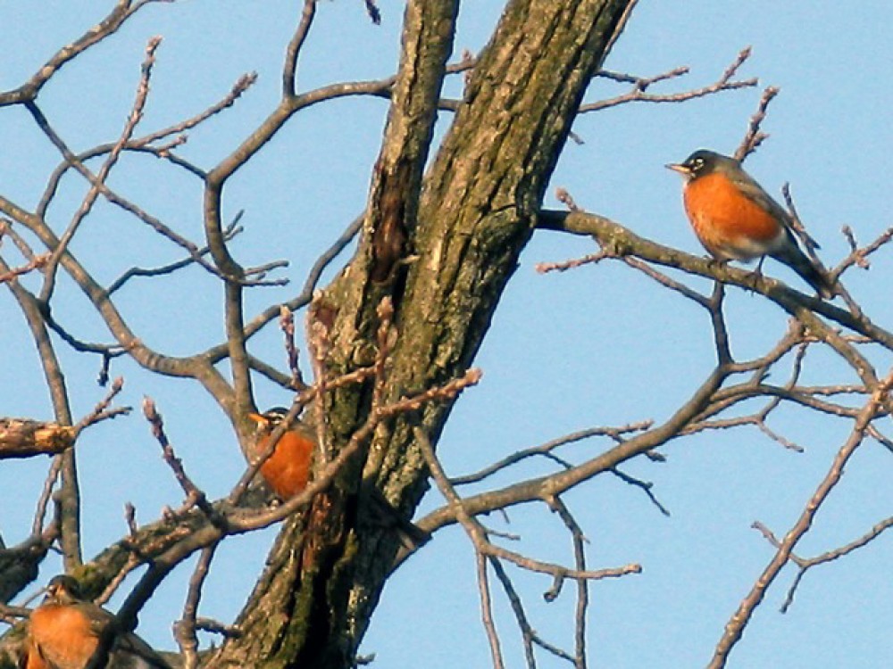 By February, the largest numbers of robins are in the south where they still find fruit. Increasing sunlight triggers an urge to return north. Robins are getting restless. Depending on available food and favorable weather, some flocks begin to journey north.