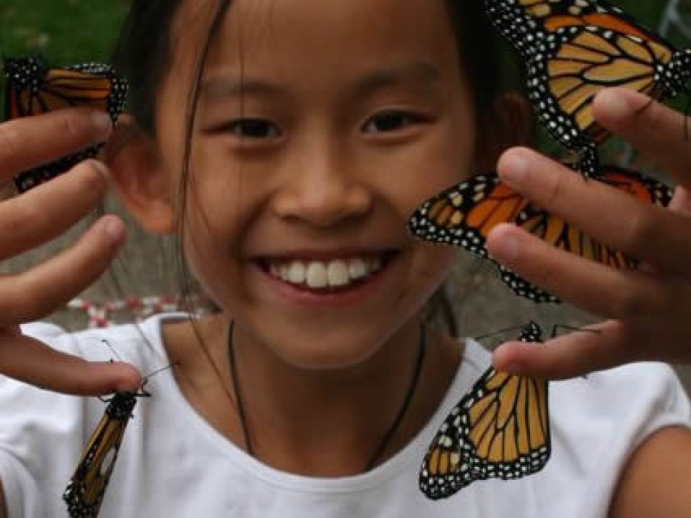 Thousands of citizen scientists across North America tag and release monarchs every fall. When a tagged butterfly is recovered, interesting discoveries can be made. 