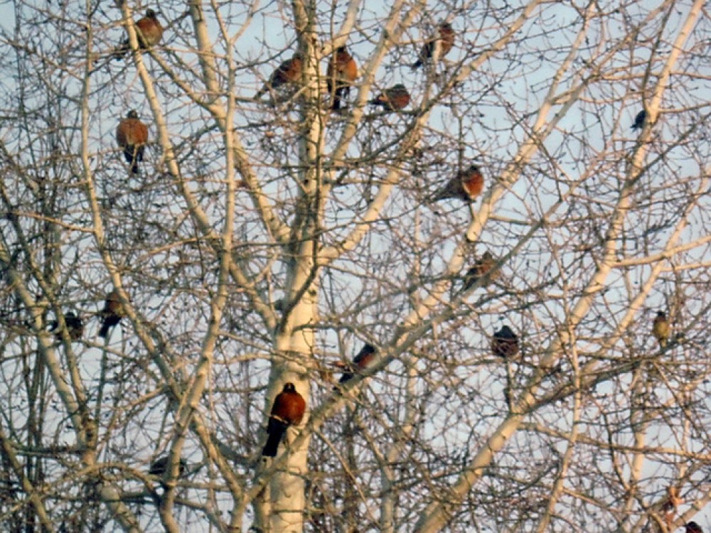 March is the peak month for robin migration. Waves of robins are moving north as the ground thaws and earthworms surface. Males return first and claim a territory. Females come a few weeks later. The male's territorial song is a welcome sign of spring for winter-weary northerners. The very first nests are reported in states such as Kansas and Virginia. 