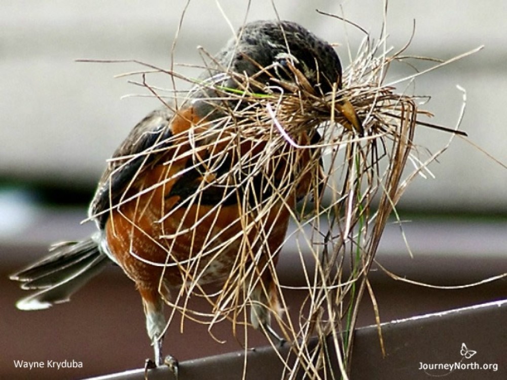 In April, some robins may still be migrating to the northernmost breeding range in Alaska, but most robins are on home territory. Gone are the social flocks of winter. Robins are now territorial. The melting snow and April showers mean wet, muddy ground. Mud + dead grass + worms = ideal conditions for nesting. Mates work together to build a sturdy nest in which to lay their eggs and hold their chicks. 