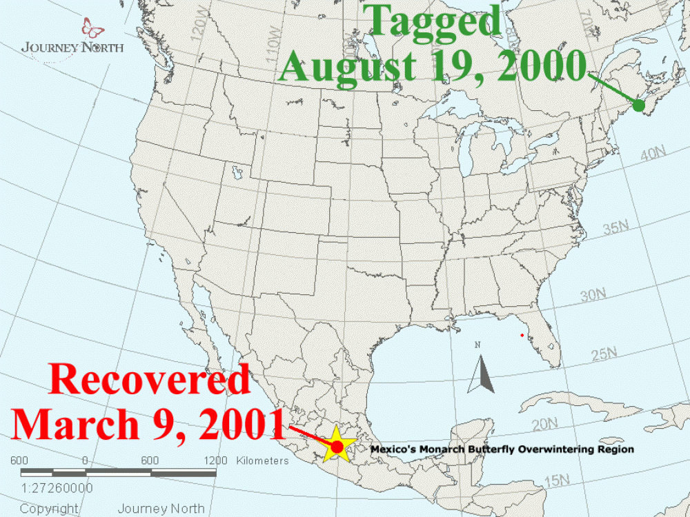 During fall migration, a monarch was tagged in New Brunswick, Canada. It was recovered at the overwintering sites in Mexico. This tag recovery shows that a monarch can migrate more than 3,000 miles.      "This is the longest record by far of all the flights of migrating monarchs that we have ever recorded."     Monarch scientist Dr. Fred Urquart, 2001. 