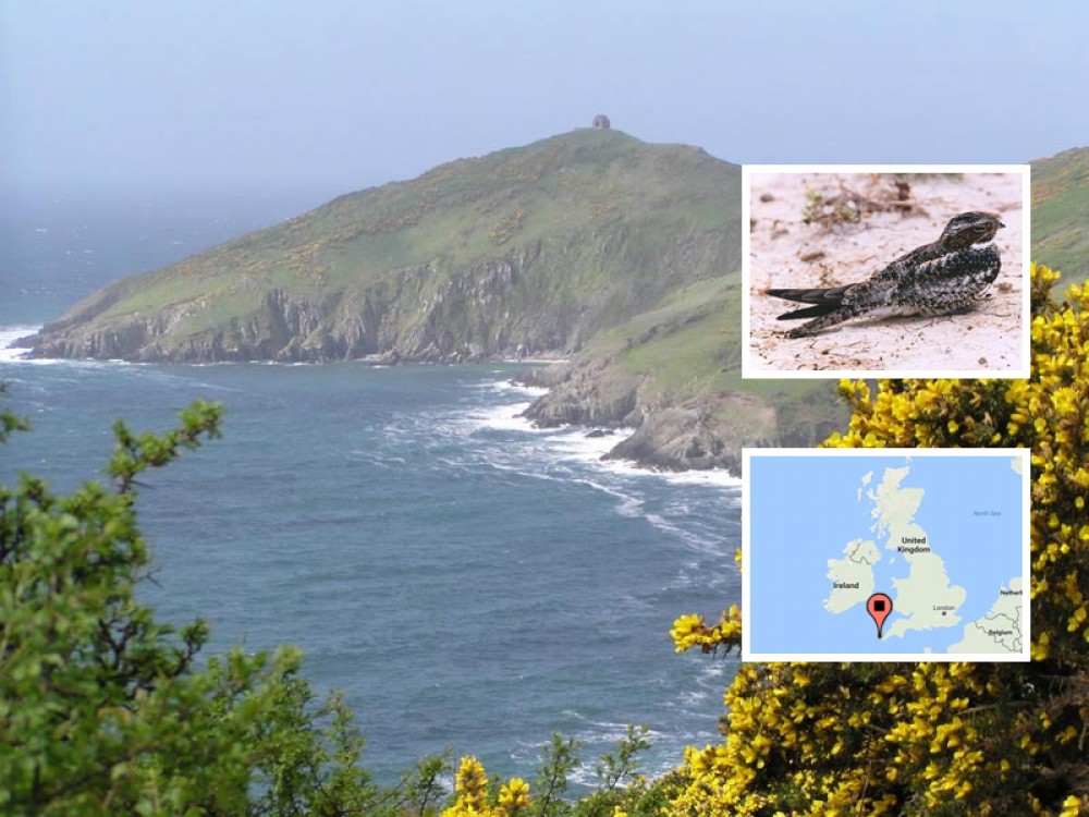 In late September of 1999, Hurricane Floyd swept across eastern North America during peak fall migration. On September 22nd, a nighthawk and a monarch were found together on the coast of England. The nighthawk is a migratory bird that only lives in the Americas. Nobody can be sure, but this unusual sighting suggests that both the bird and the butterfly were carried across the Atlantic to England by the winds. 