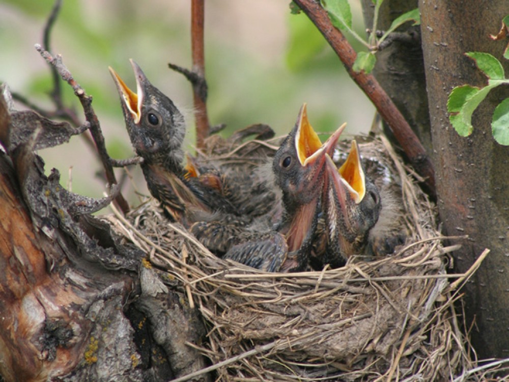 Nesting season is in full swing as June begins. Robins will have two or three broods each summer. Caring for nestlings for 11-13 days, the two parents will feed each chick an average of 356 insects and 14 feet of earthworms! 