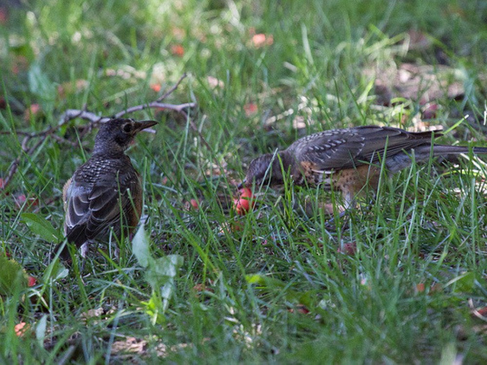 By August the weather is drier, worms are harder to find, and fruits are ripening. Juvenile robins are independent. They watch how and what other birds eat as new food sources continue to ripen. Appetites of all robins increase as they fuel up for migration. They start forming flocks with other robins, young and old. Adults molt. Their new feathers will stand up to the rigors of fall migration and winter wandering. 