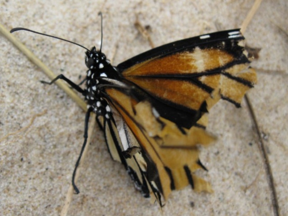 After three days of gale-force winds on Lake Michigan in October 2011, stranded monarchs were reported along an 80-mile stretch of shoreline. "We discovered hundreds if not thousands of dead and dying monarchs. The wind was so strong that we could barely walk and yet the monarchs were clinging to anything they could find. We found them holding onto small pieces of dry grass, twigs, leaves, even a gull feather that was stuck in the sand," wrote Jennifer Anderson. 