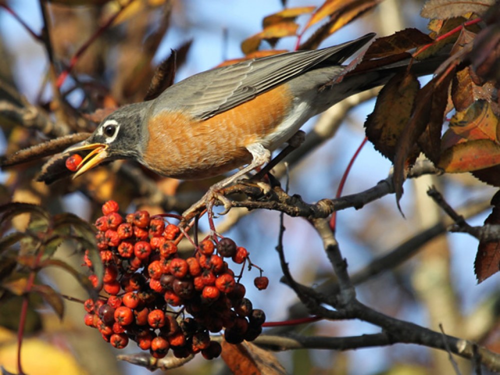 October is the month of heaviest migration. Most robins fly south in winter; however, some stick around—and move around—in northern locations where food can be found. The robins that stay will have the advantage of first choice of best territories in spring. Meanwhile, migrating robins find plentiful berries all along the journey south. Robins don't migrate on a particular route but fly in flocks, looking for food. Down feathers grow under outer feathers, adding extra insulation against winter's cold.