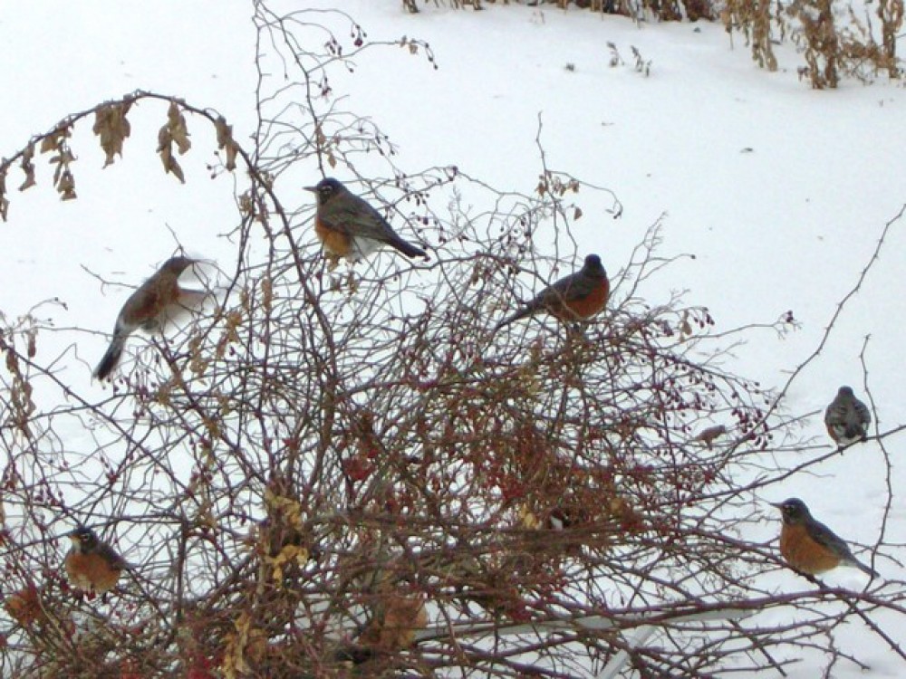 In December, robins face diminishing food supplies and harsh weather. Finding food is essential for winter survival. Robins take wandering flights to search for fruits, and are now more common in the south than the north. Some observers report flocks of hundreds and thousands of robins! 
