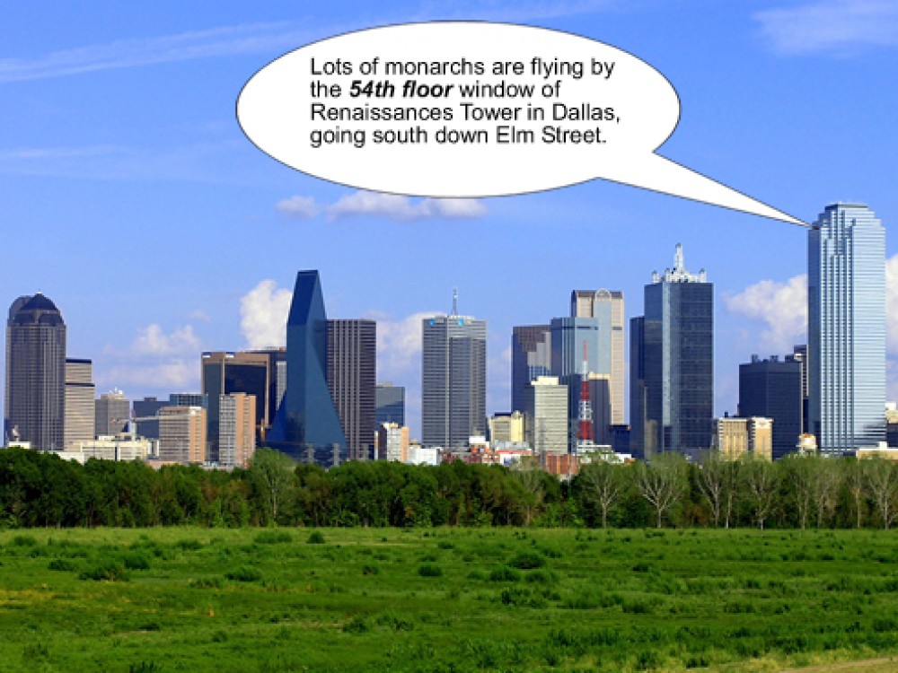 People in skycrapers have seen monarchs flying past office windows. One observer reported monarchs from the 54th floor of tallest building in Dallas, Texas.