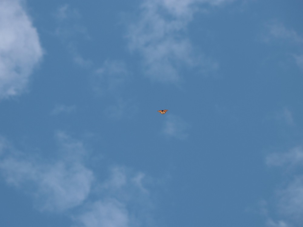 Monarch butterfly silently crossing the sky in Villas del Poniente, Nuevo Leon