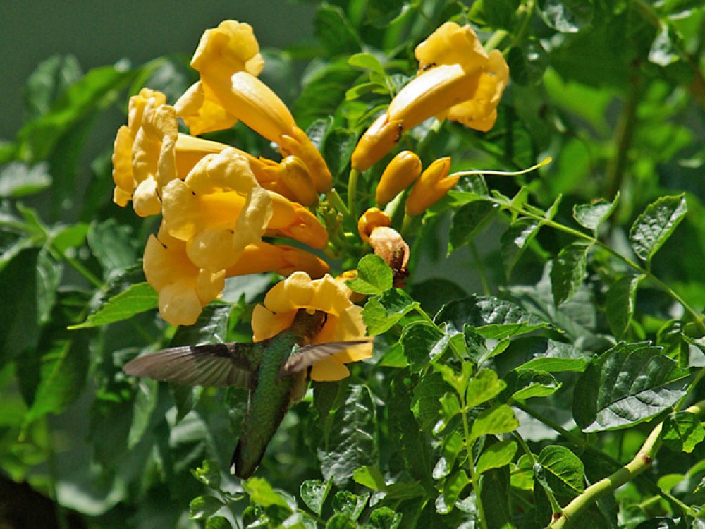 Photo by Bud Hensley