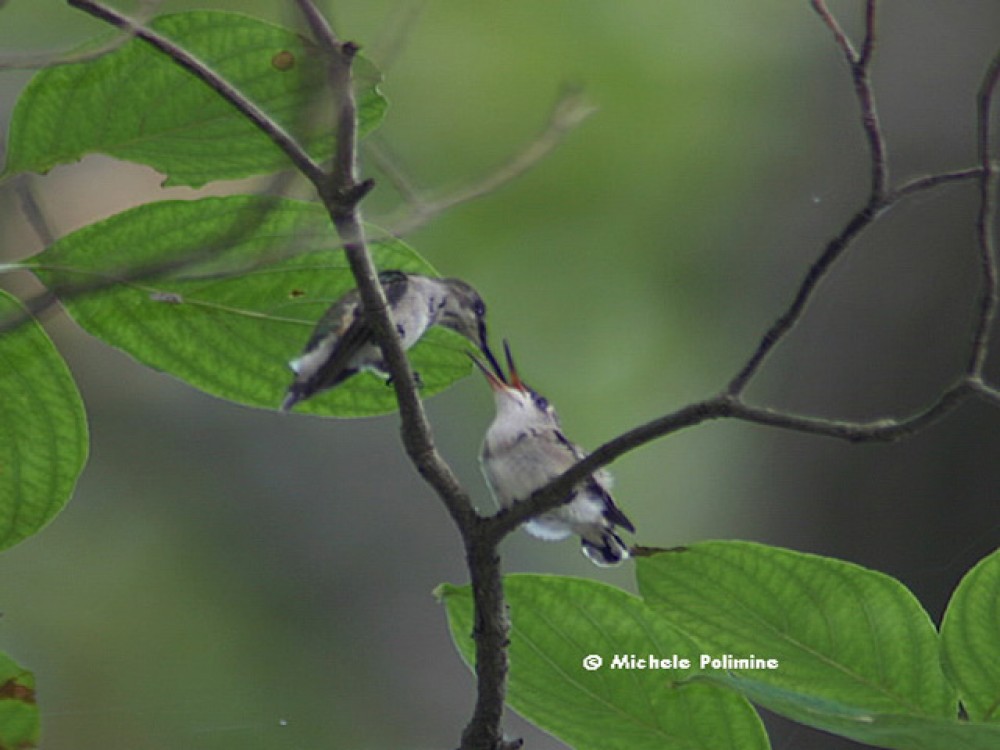 Photo by Michele Polimine